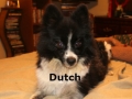 dutch