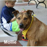 Mollie 4