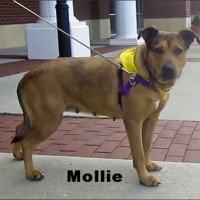 Mollie - smaller