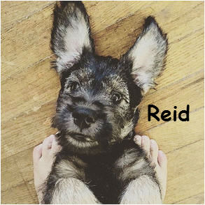 Reid3