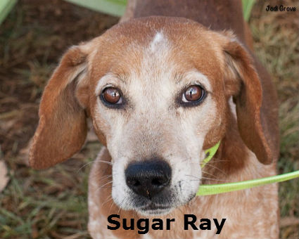 Sugar Ray1